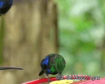 kolibřík vidloocasý [skupina fannyae] - ML201267991