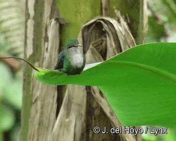 kolibřík vidloocasý [skupina fannyae] - ML201268041