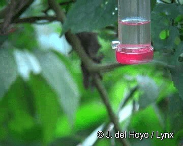 Пурпурногрудый колибри - ML201268061