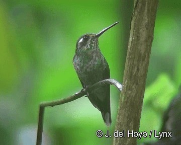 kolibřík skvrnoocasý - ML201268111