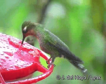 kolibřík skvrnoocasý - ML201268121