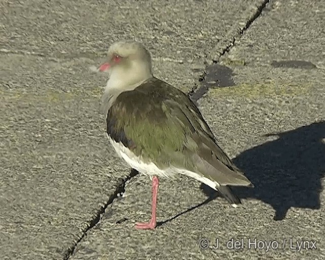 Andean Lapwing - ML201268161