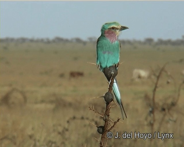 Lilac-breasted Roller (Blue-breasted) - ML201268531