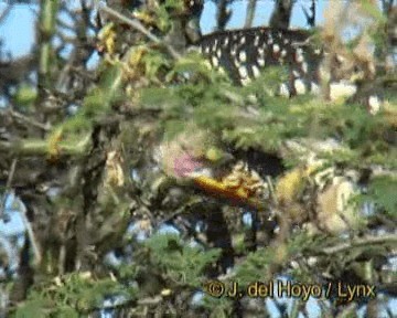 Eastern Yellow-billed Hornbill - ML201268771