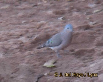 Emerald-spotted Wood-Dove - ML201268821