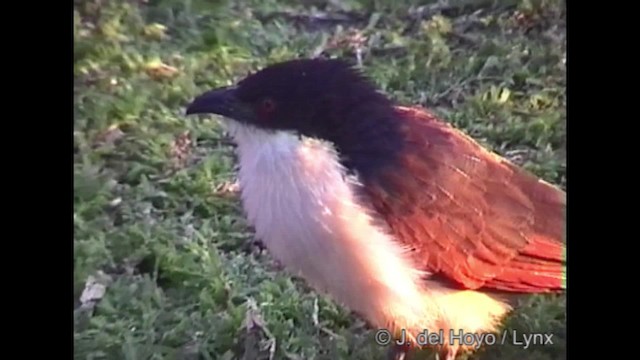 Coppery-tailed Coucal - ML201268911