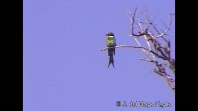 Swallow-tailed Bee-eater - ML201268931