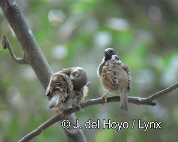 Eurasian Tree Sparrow - ML201269051