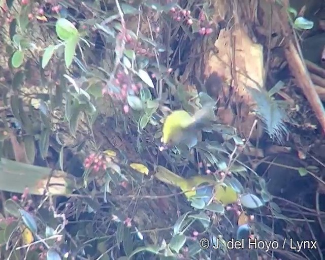 Olive-green Tanager - ML201269161