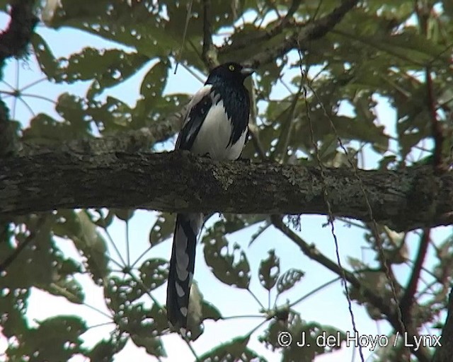 Magpie Tanager - ML201269341