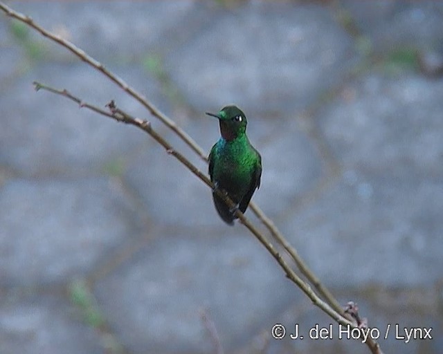 kolibřík brazilský - ML201269351