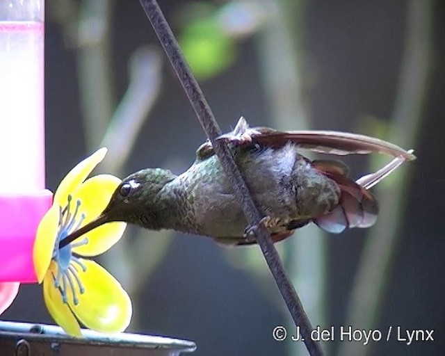 kolibřík brazilský - ML201269361