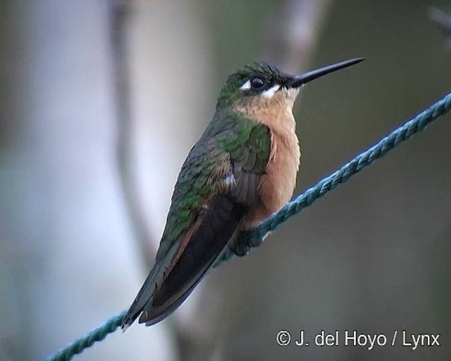kolibřík brazilský - ML201269371