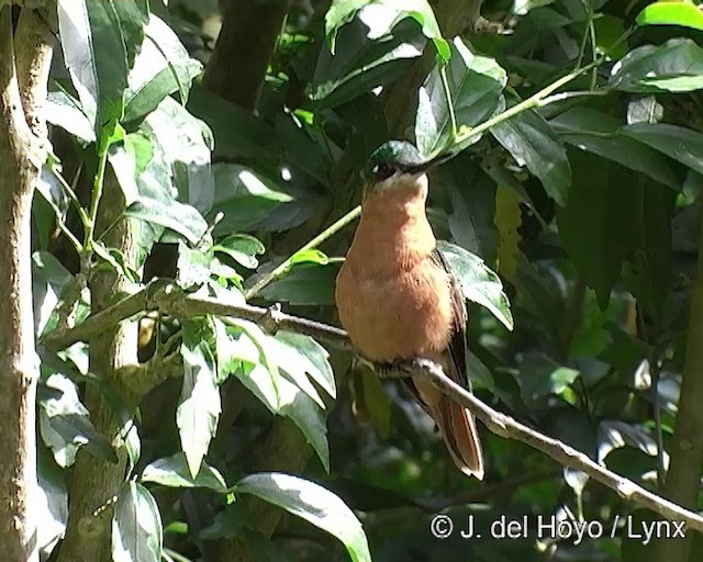 kolibřík brazilský - ML201269391