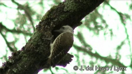 Speckle-breasted Woodpecker - ML201269471