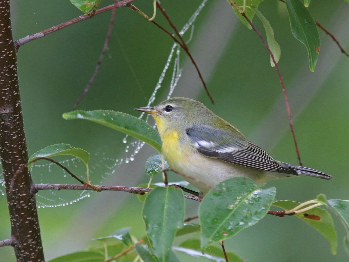Northern Parula - Larry Therrien