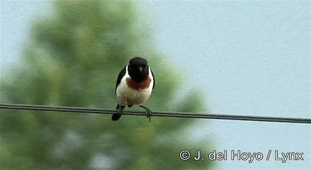 African Stonechat (African) - ML201269551