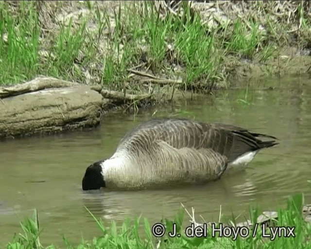 Canada Goose (canadensis Group) - ML201269741