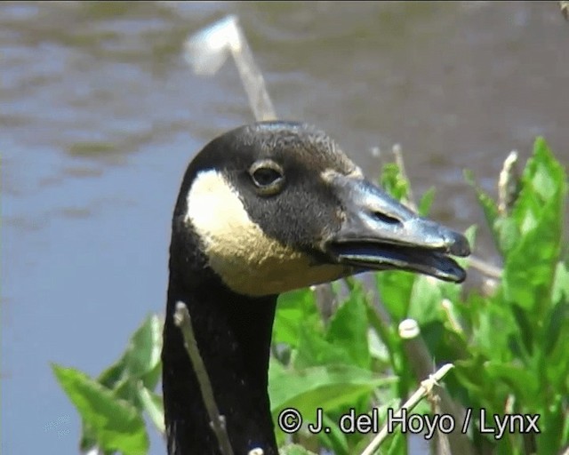 Canada Goose (canadensis Group) - ML201269751