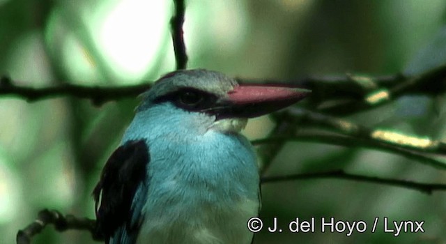 Blue-breasted Kingfisher - ML201269911
