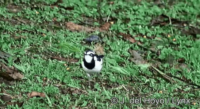 African Pied Wagtail - ML201269921