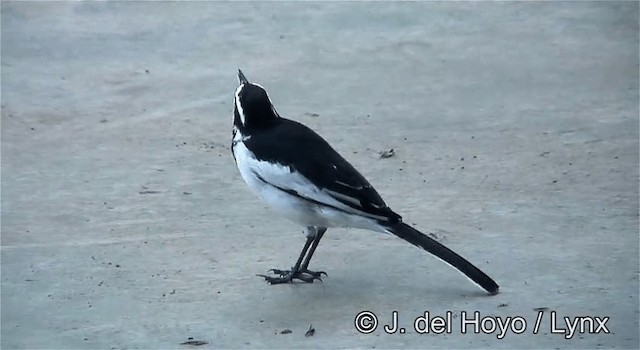 African Pied Wagtail - ML201269941