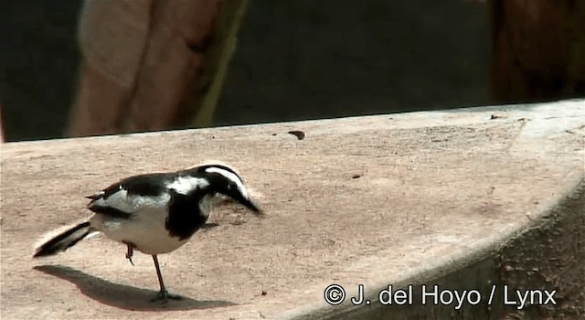 African Pied Wagtail - ML201269951
