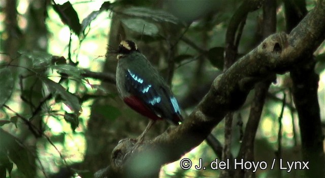 Green-breasted Pitta - ML201270021