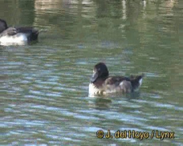 Tufted Duck - ML201270161