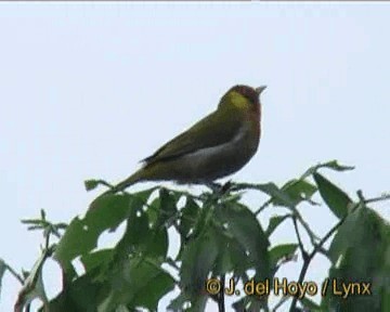 Rufous-headed Tanager - ML201270311