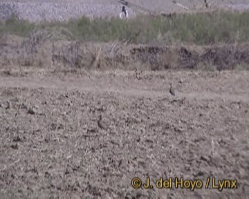 Indian Courser - ML201270621