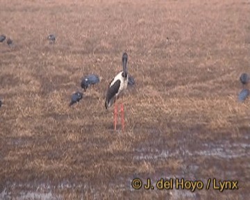 Black-necked Stork - ML201270631