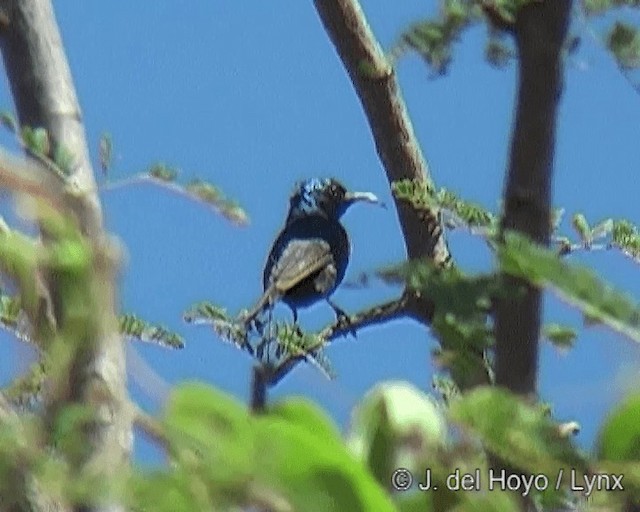 Black-bellied Sunbird - ML201271101