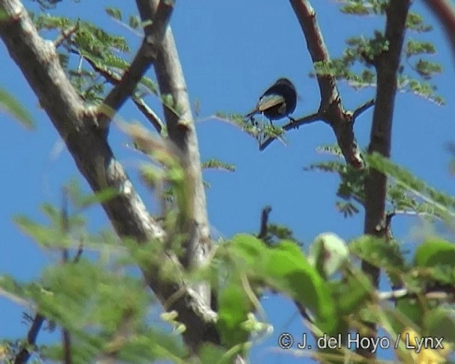 Black-bellied Sunbird - ML201271111