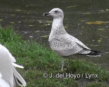 Herring Gull (European) - ML201271241