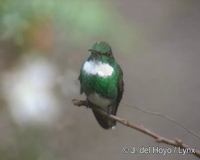 kolibřík límcový - ML201271411