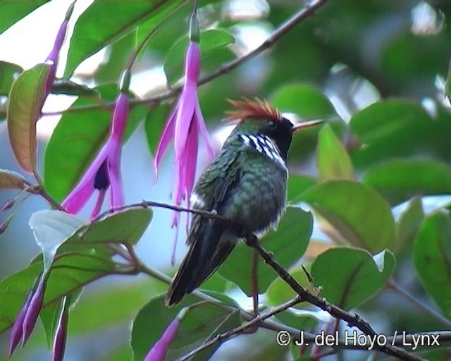Frilled Coquette - ML201271431