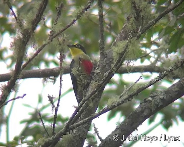 Yellow-fronted Woodpecker - ML201271451