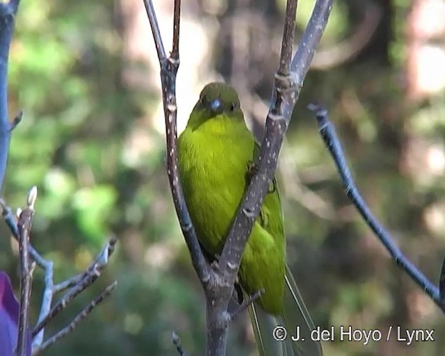 Olive-green Tanager - ML201271511