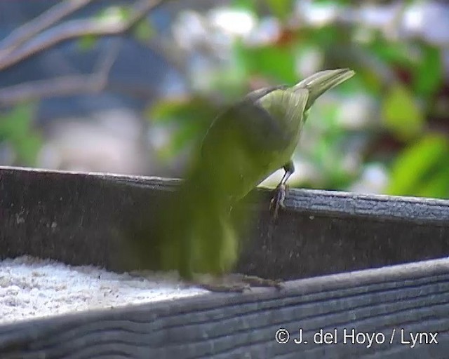 Olive-green Tanager - ML201271521