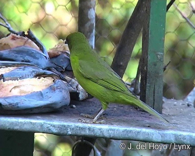 Olive-green Tanager - ML201271531