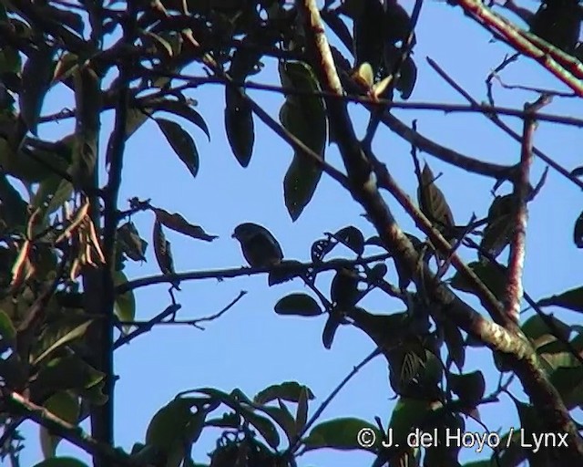 Bay-chested Warbling Finch - ML201271641