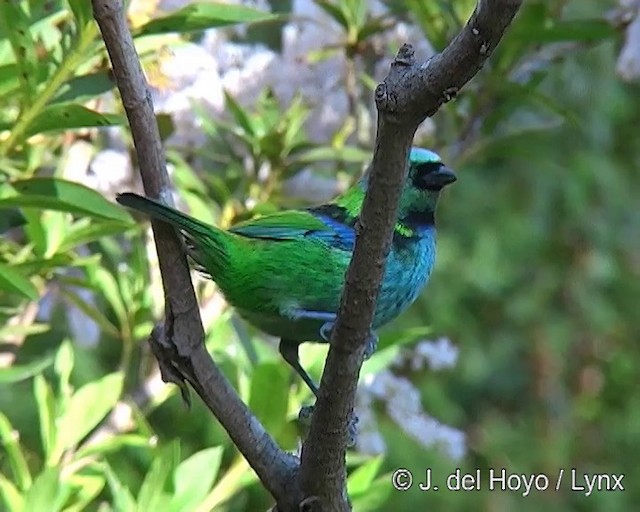 Green-headed Tanager - ML201271701