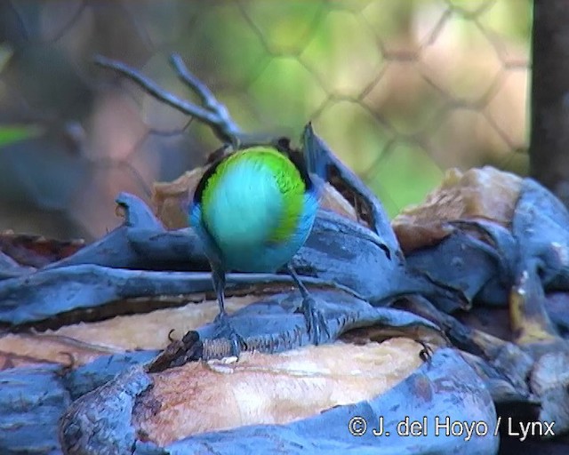 Green-headed Tanager - ML201271711