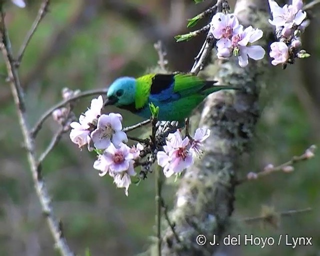 Green-headed Tanager - ML201271721