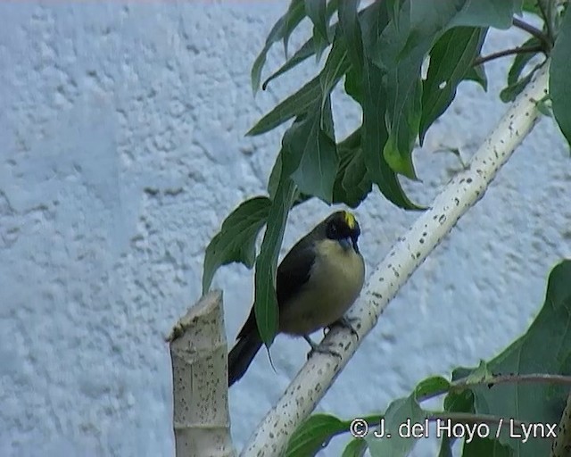Black-goggled Tanager - ML201271801