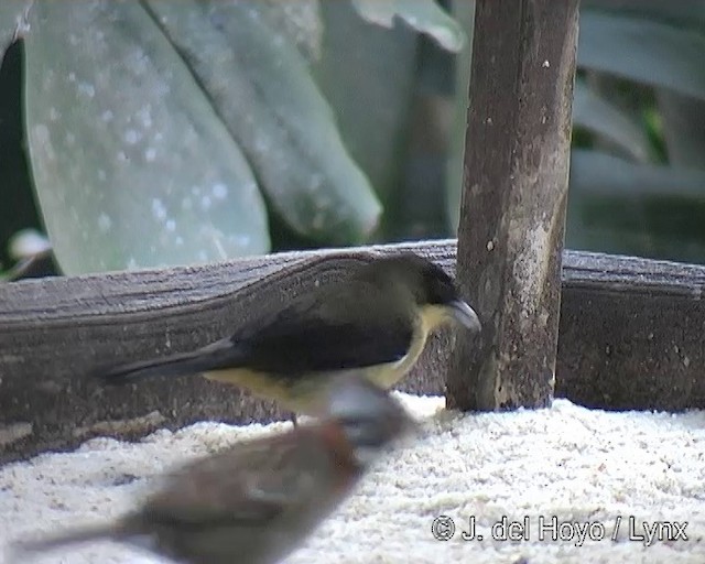 Black-goggled Tanager - ML201271821