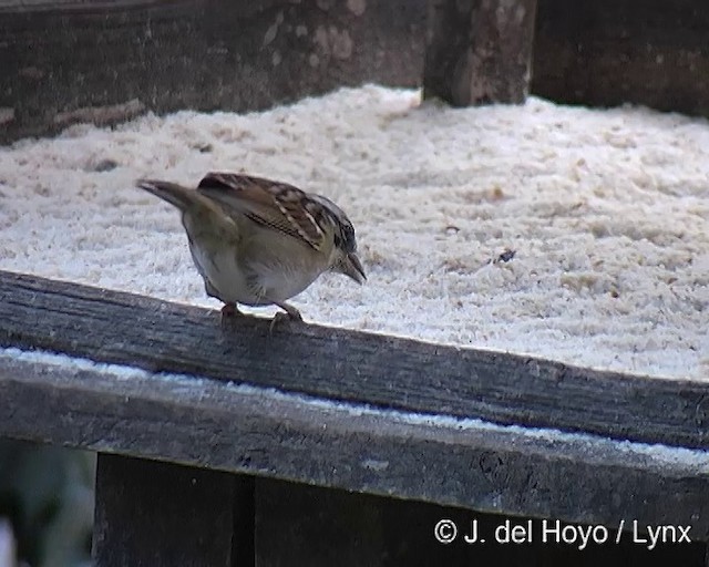 Rufous-collared Sparrow (Rufous-collared) - ML201271861