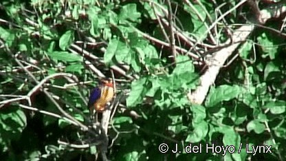 African Pygmy Kingfisher - ML201272191