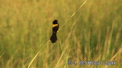 Yellow-mantled Widowbird - ML201272301